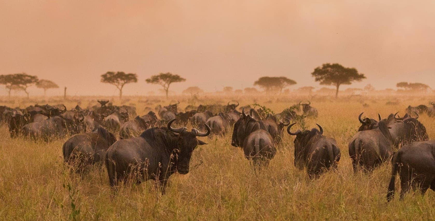 Tanzania Safari